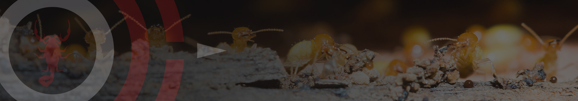 Phoenix Az Termite Control Overson Pest Control