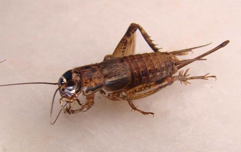 Are The Crickets In Phoenix Harmful To Humans?