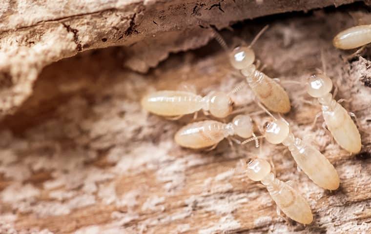 The Importance Of Quality Termite Control For Your Phoenix Property